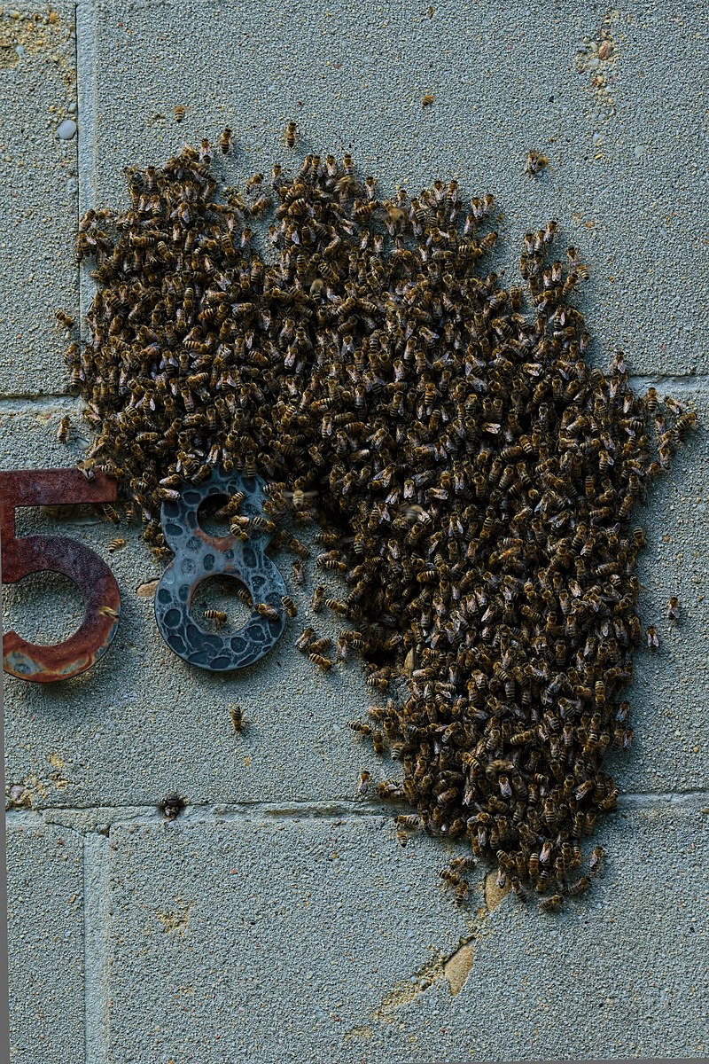 DSC 2440 v1k