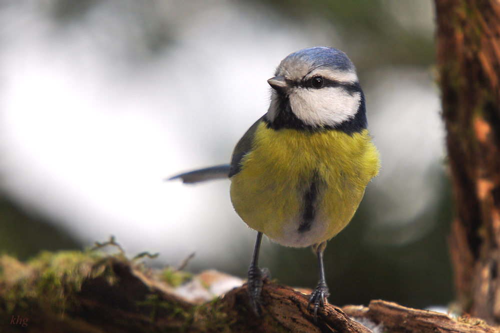 DSC 2449 1000