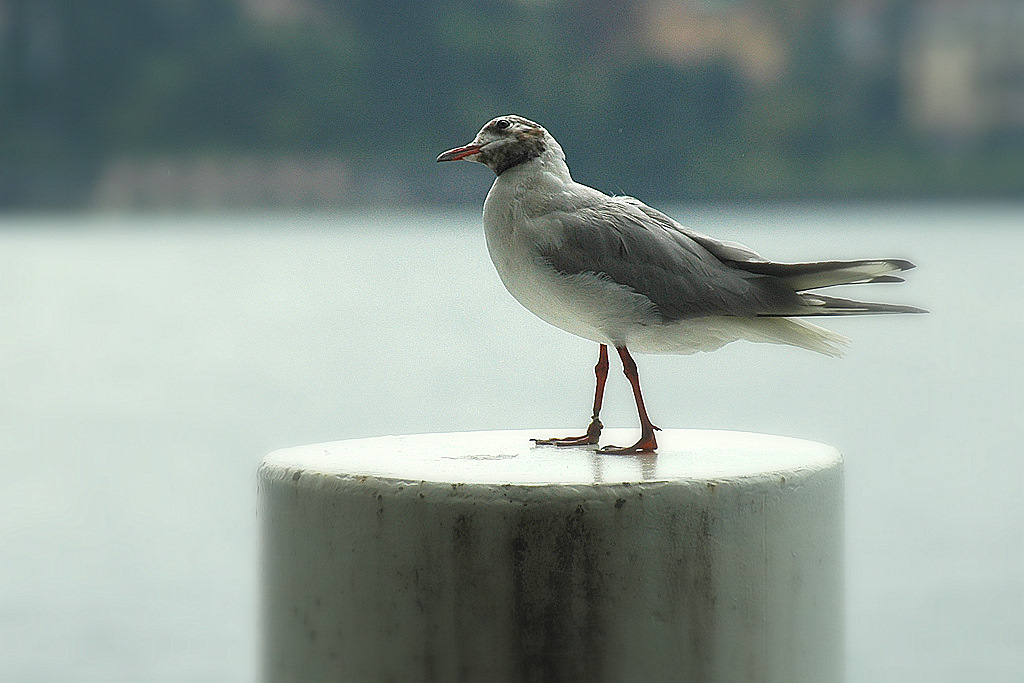 DSC 2454 Möwe 1024 k