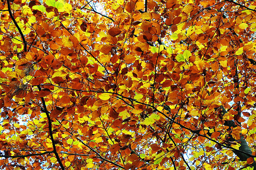 DSC 2466fsks