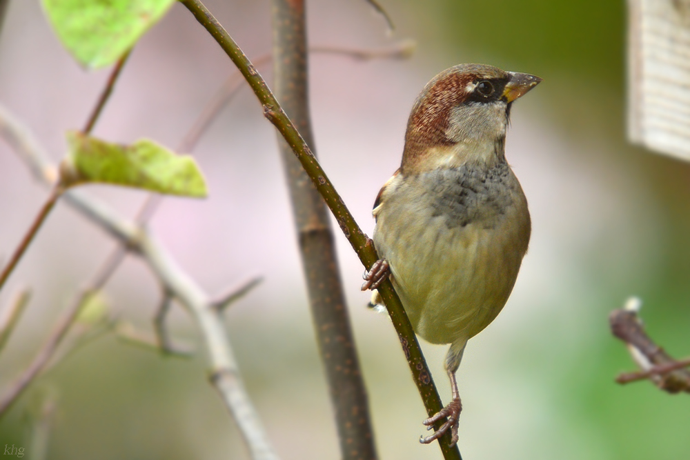 DSC 2500 Spatz