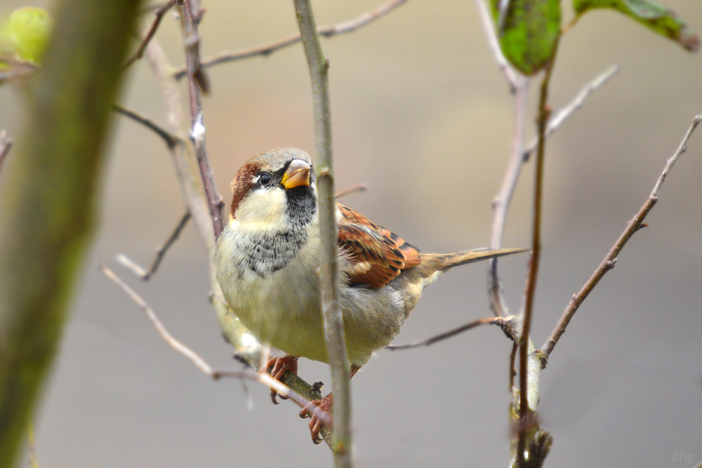 DSC 2512 Spatz
