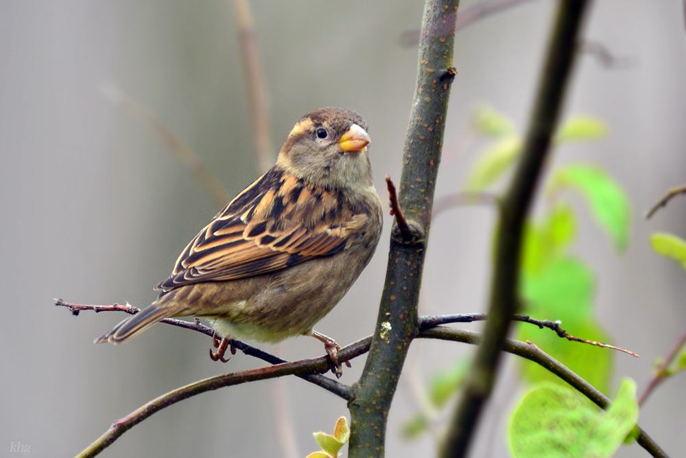 DSC 2513 Spatz