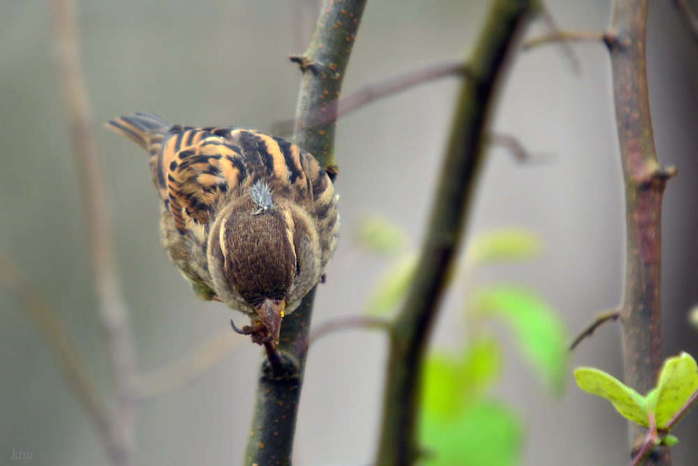DSC 2515 Spatz