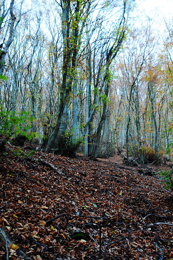 DSC 2520fsks