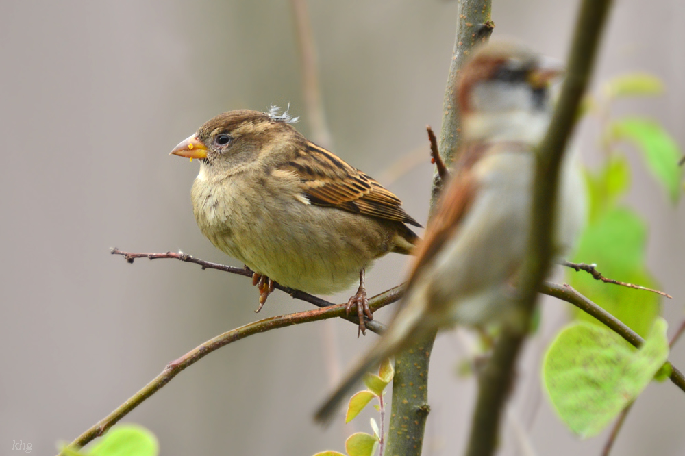 DSC 2521 Spatz