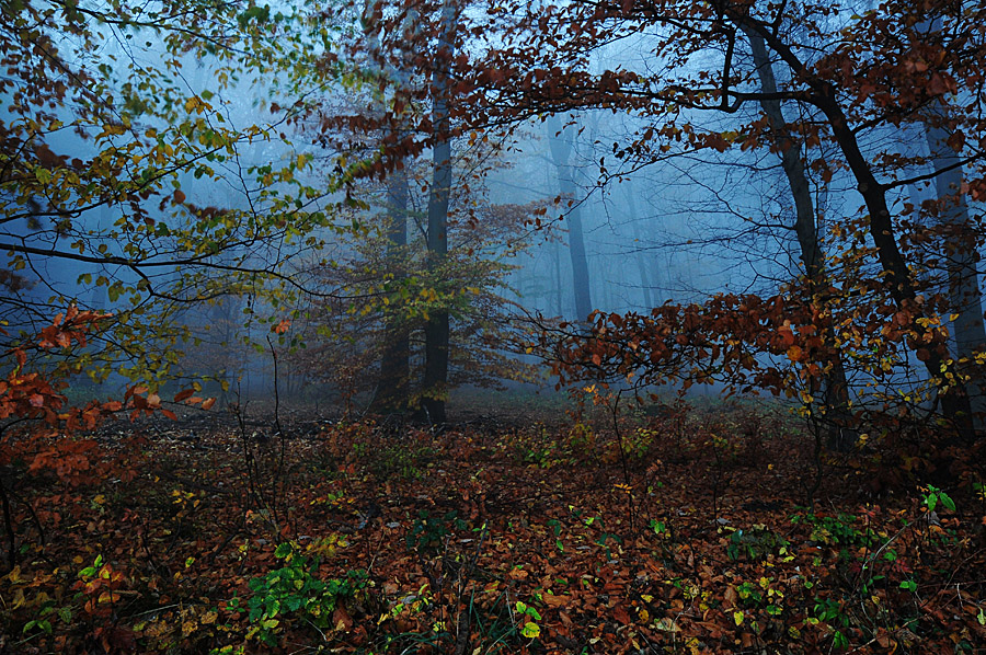 DSC 2524fsks