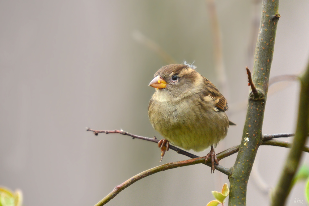 DSC 2525 Spatz