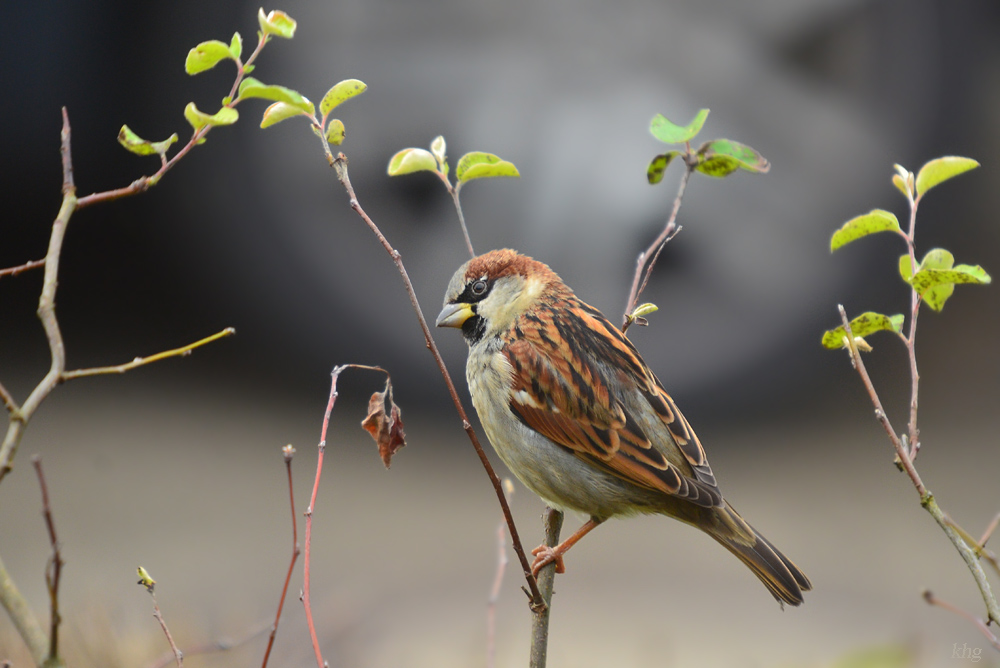 DSC 2527 Spatz