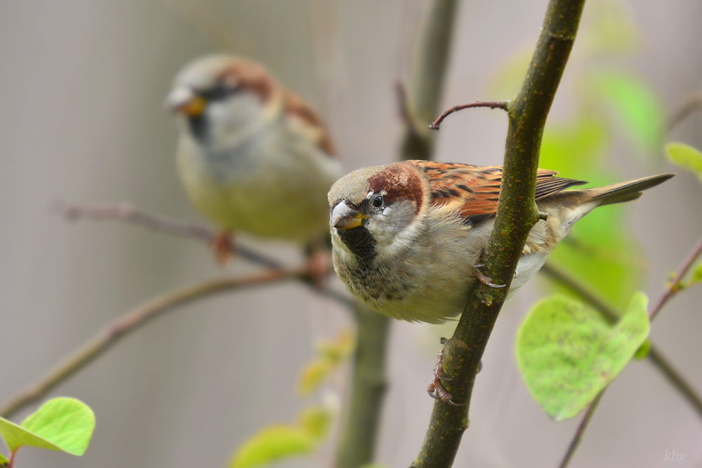 DSC 2529 Spatz