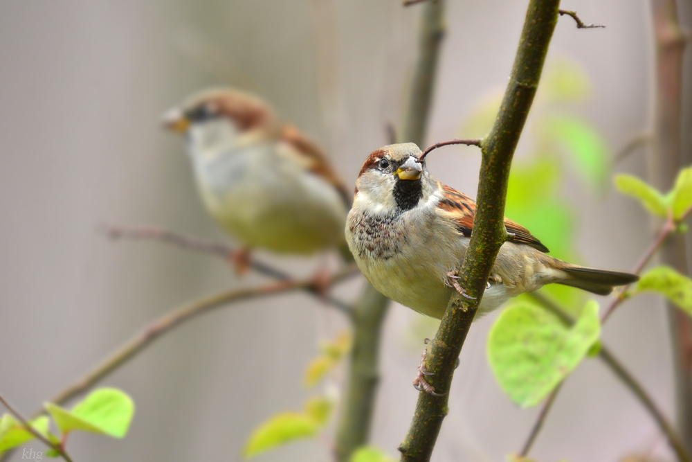 DSC 2530 Spatz