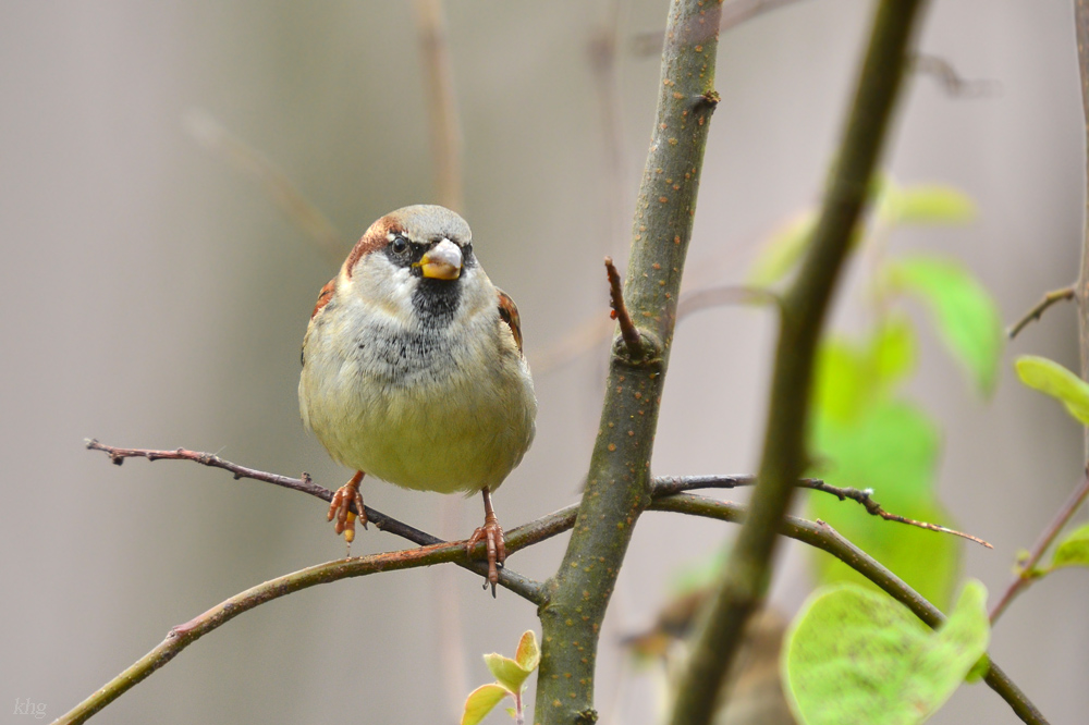 DSC 2531 Spatz