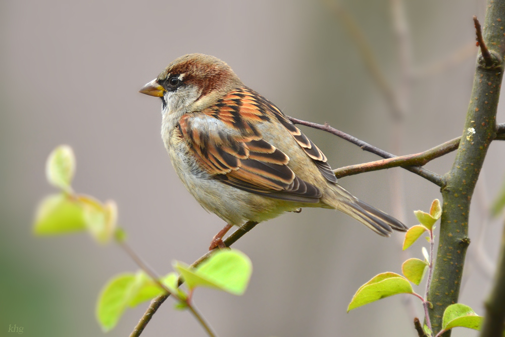 DSC 2537 Spatz