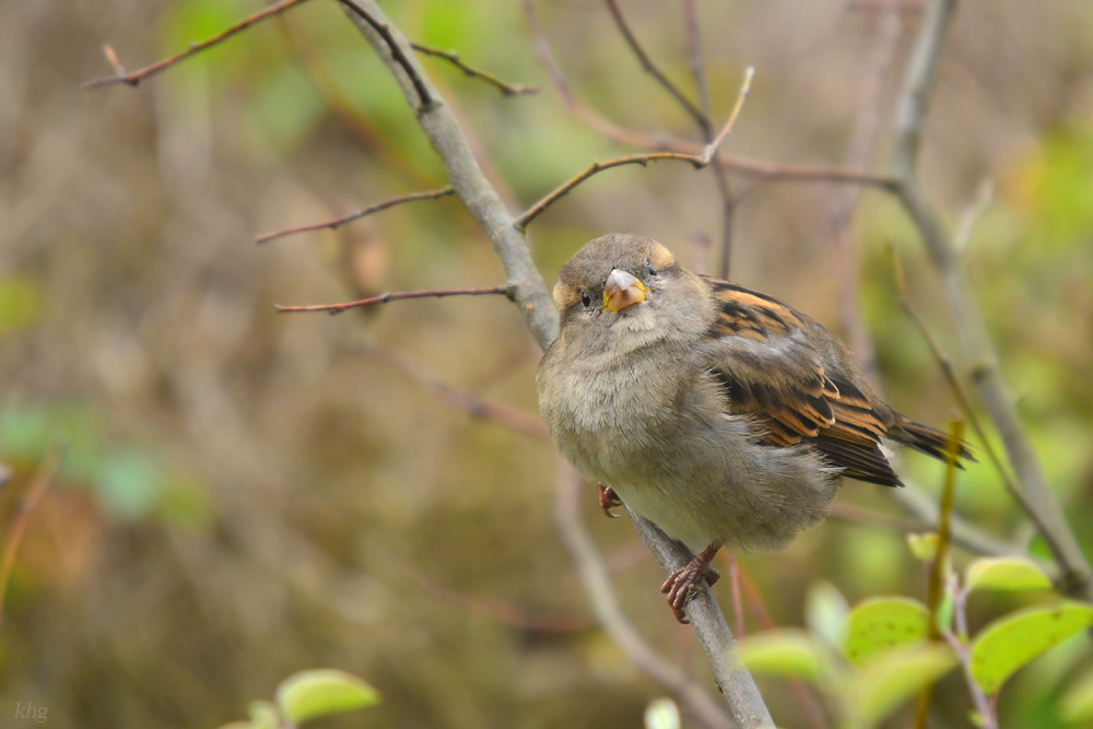 DSC 2539 Spatz