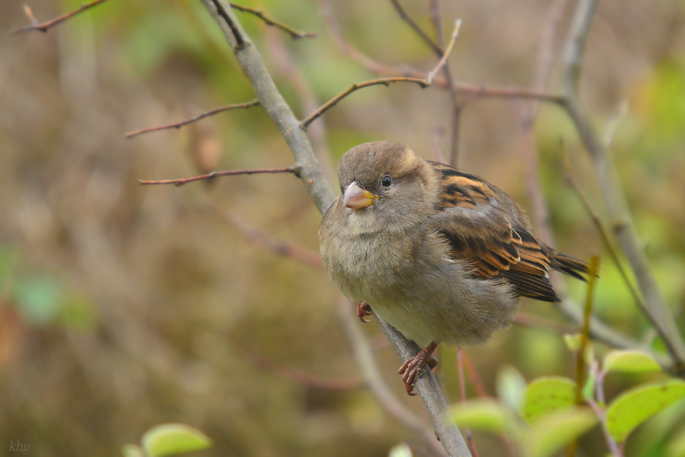 DSC 2540 Spatz