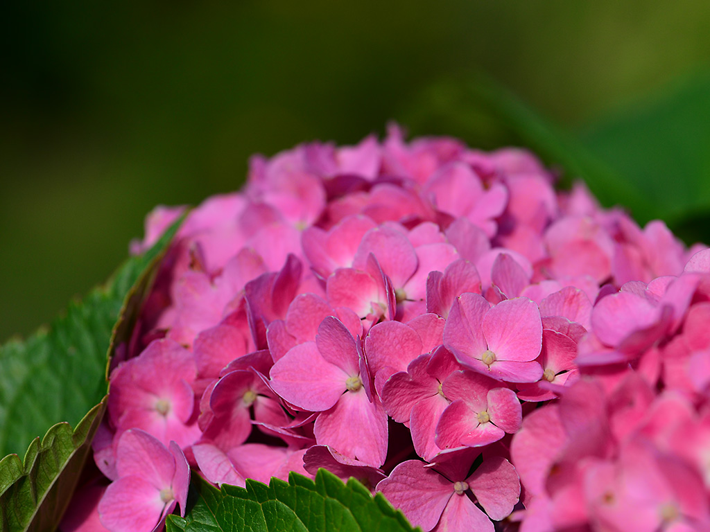 DSC 2577 Hortensie pink
