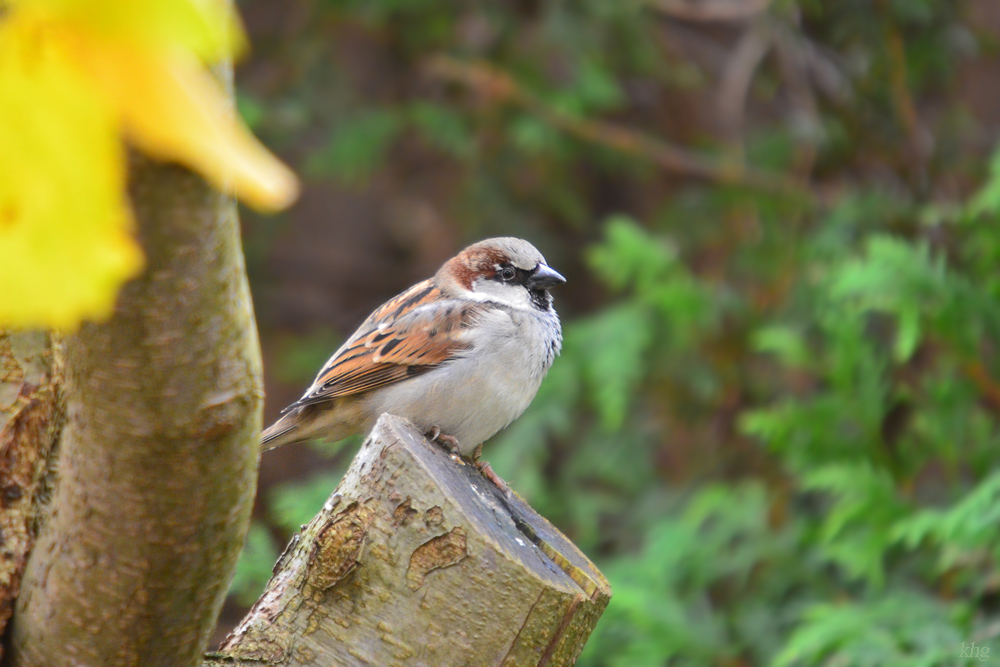 DSC 2581 Spatz
