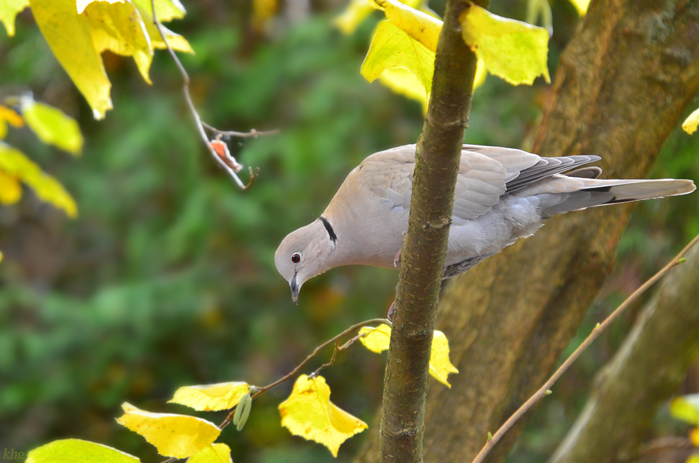 DSC 2590 khg