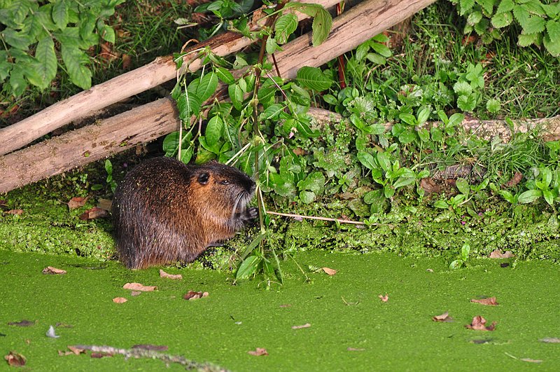DSC 2593 am Kocks Loch MH