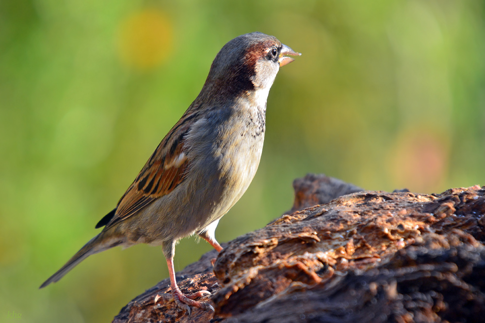 DSC 2617 Spatz