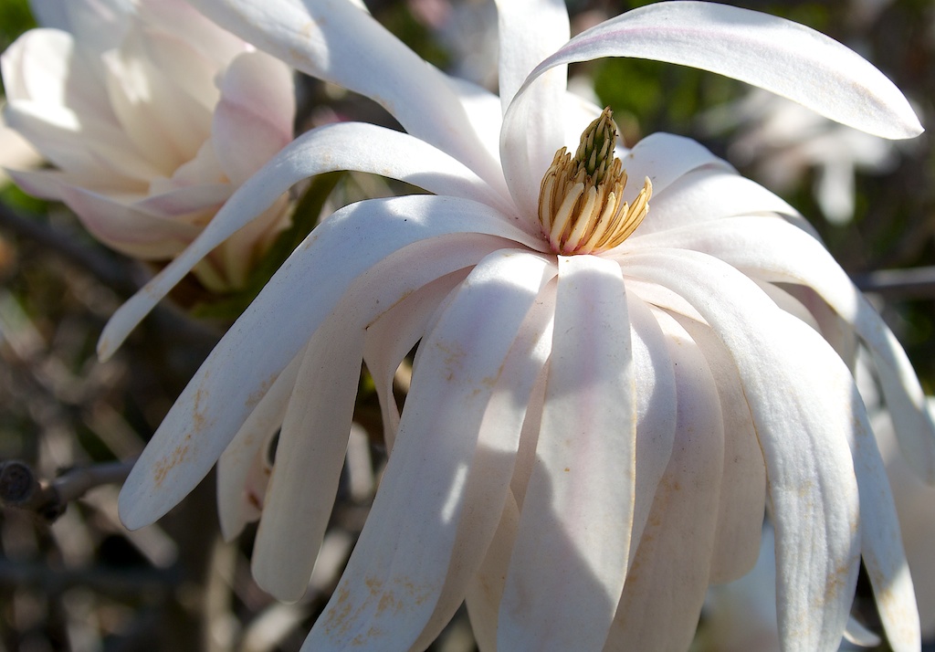 DSC 2620   Arbeitskopie 2 Magnolie