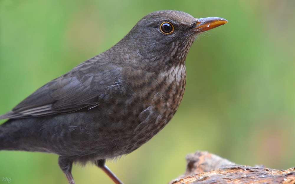 DSC 2630 Amsel Portr