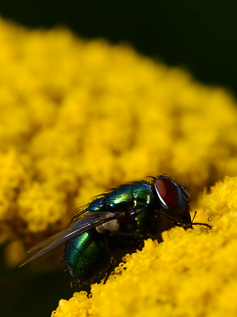 DSC 2638 Fliege 43