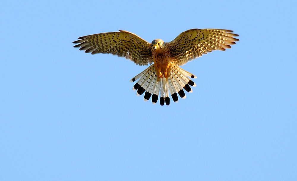 DSC 2662 Turmfalke 1000