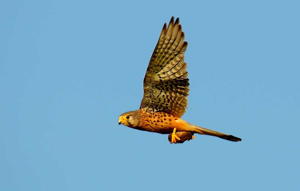 DSC 2666 Turmfalke Beute 1000