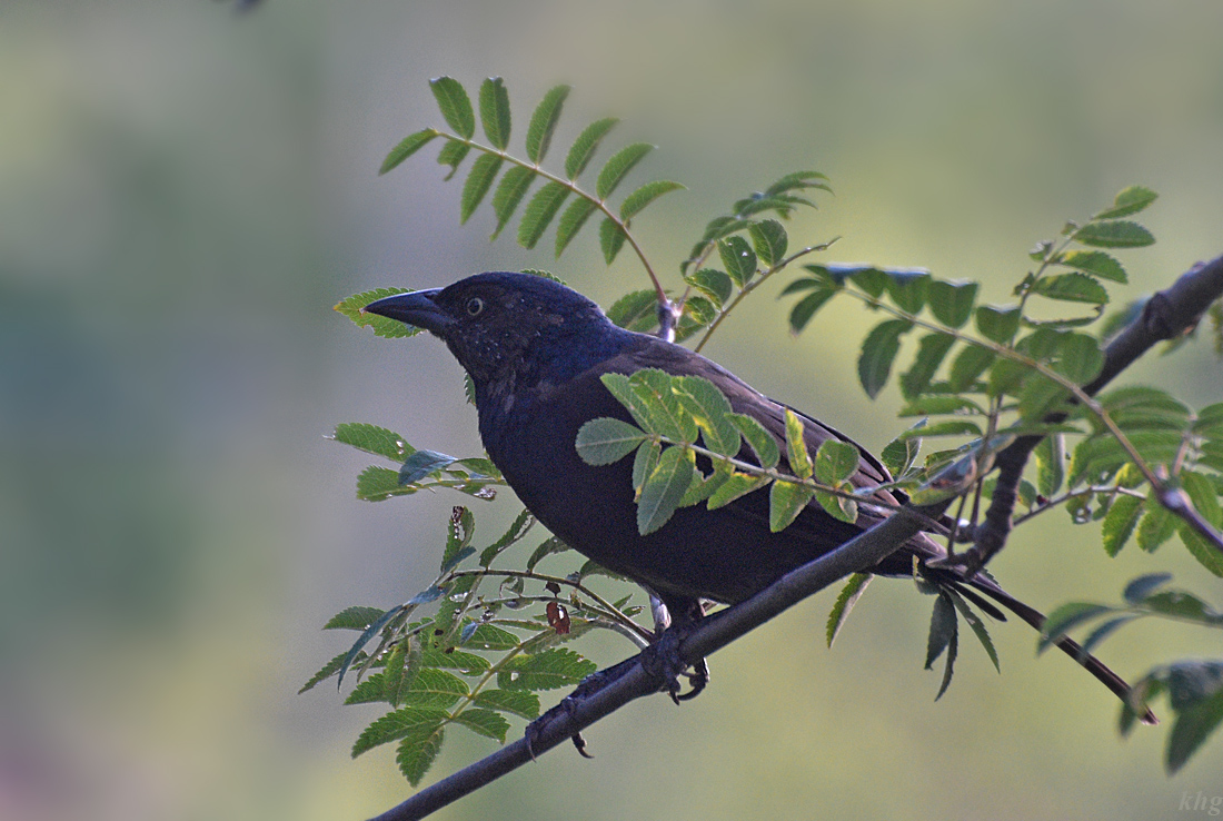 DSC 2675 khg     Common Grackle