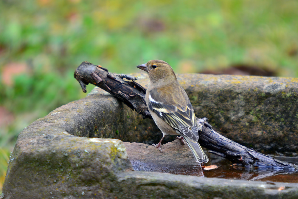 DSC 2706 Buchfink