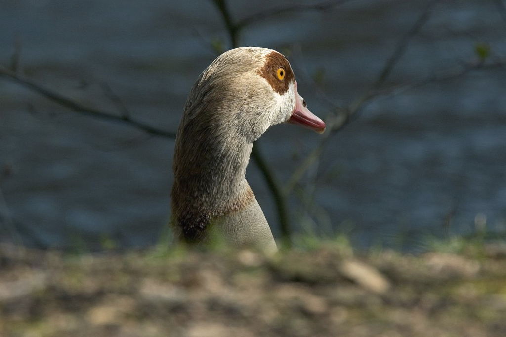 DSC 2706Kopie