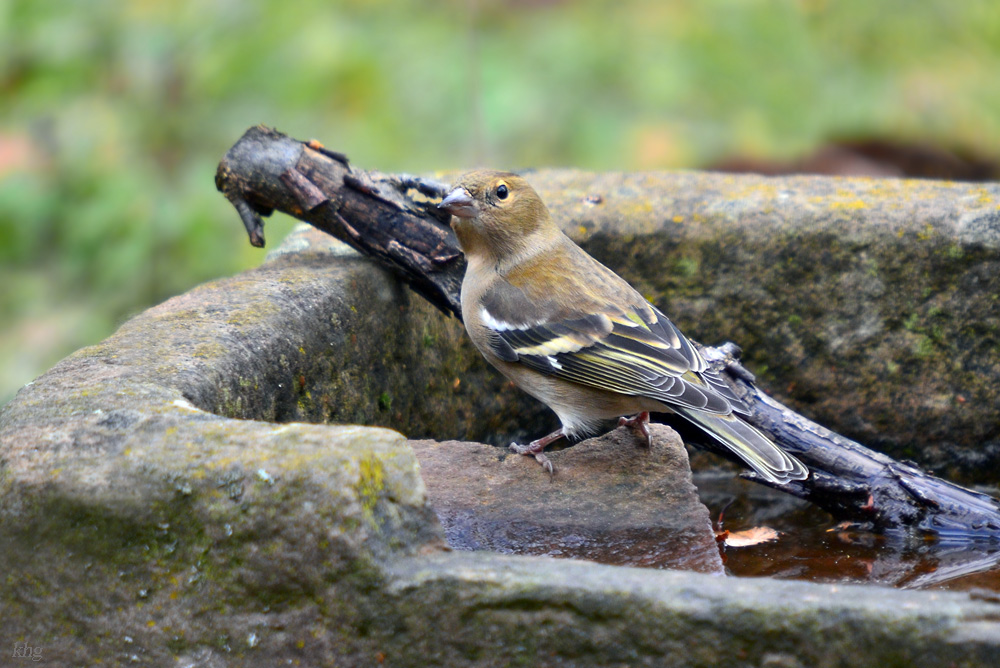 DSC 2707 Buchfink