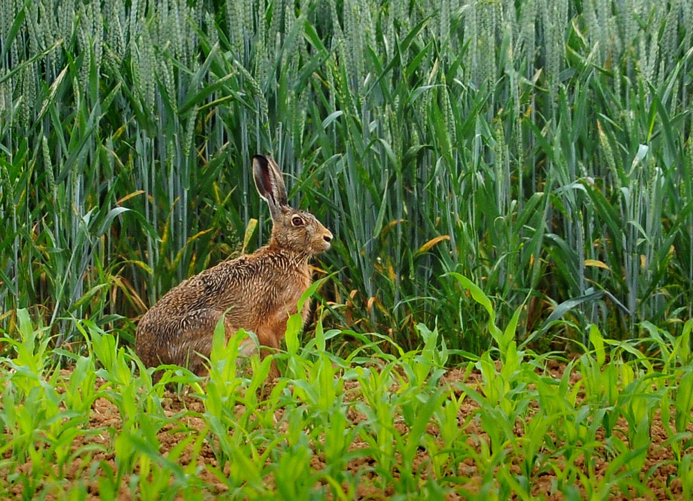 DSC 2708 Hase 1000