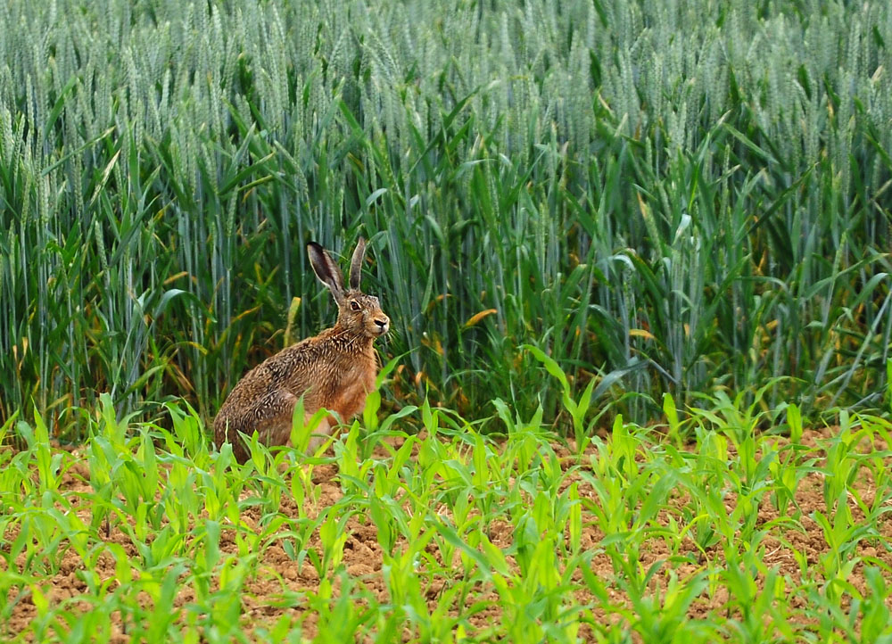DSC 2710 Hase 1000