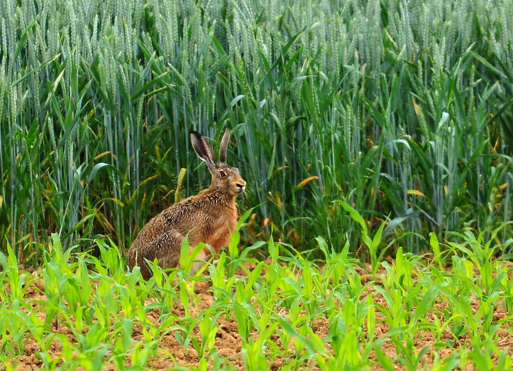 DSC 2711 Hase 1000