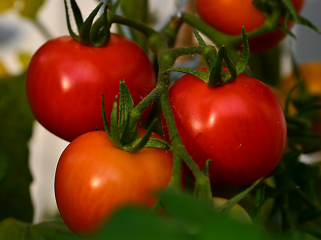 DSC 2724 Tomaten