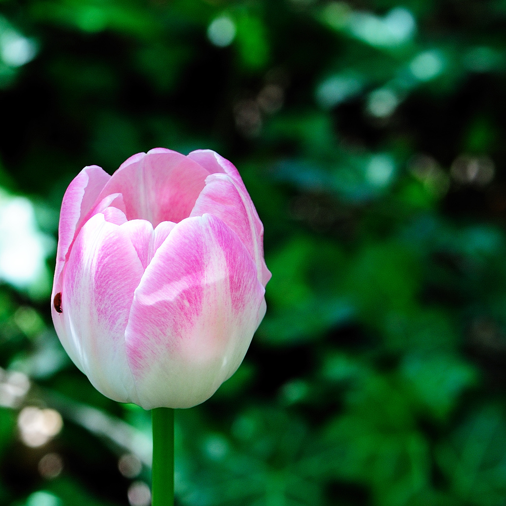 dsc 2733 tulpe 2