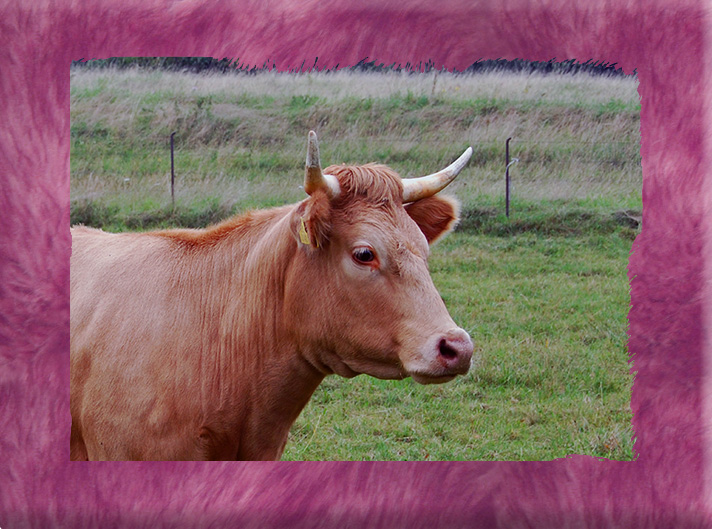 DSC 2741aa