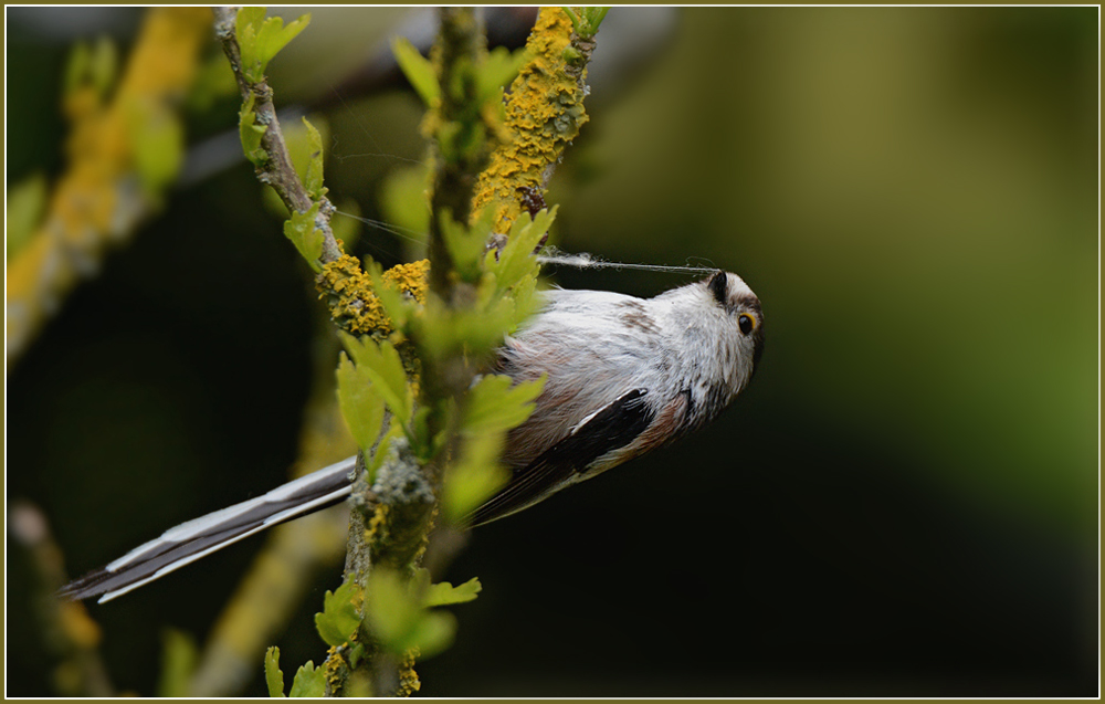 DSC 2774 Schwanzmeise 1000 R