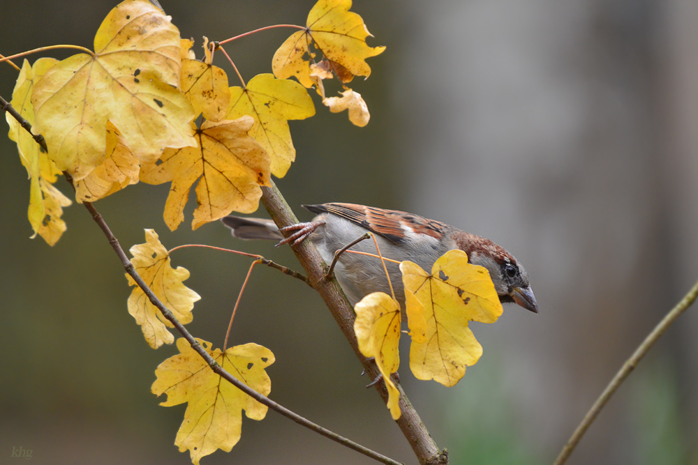 DSC 2813 Spatz