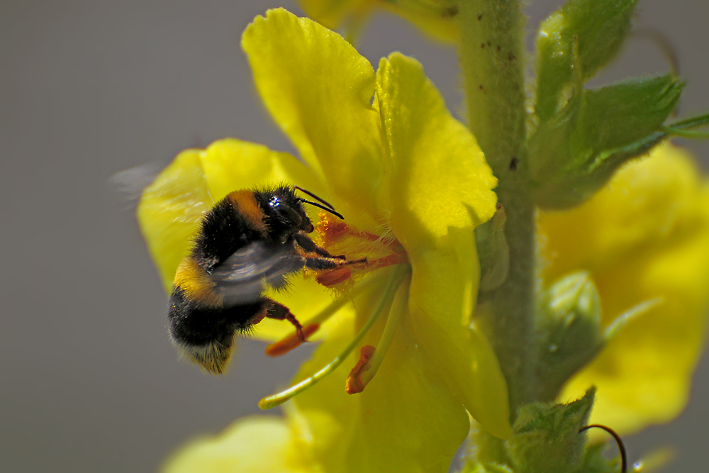DSC 2838 Hummel 1000 1