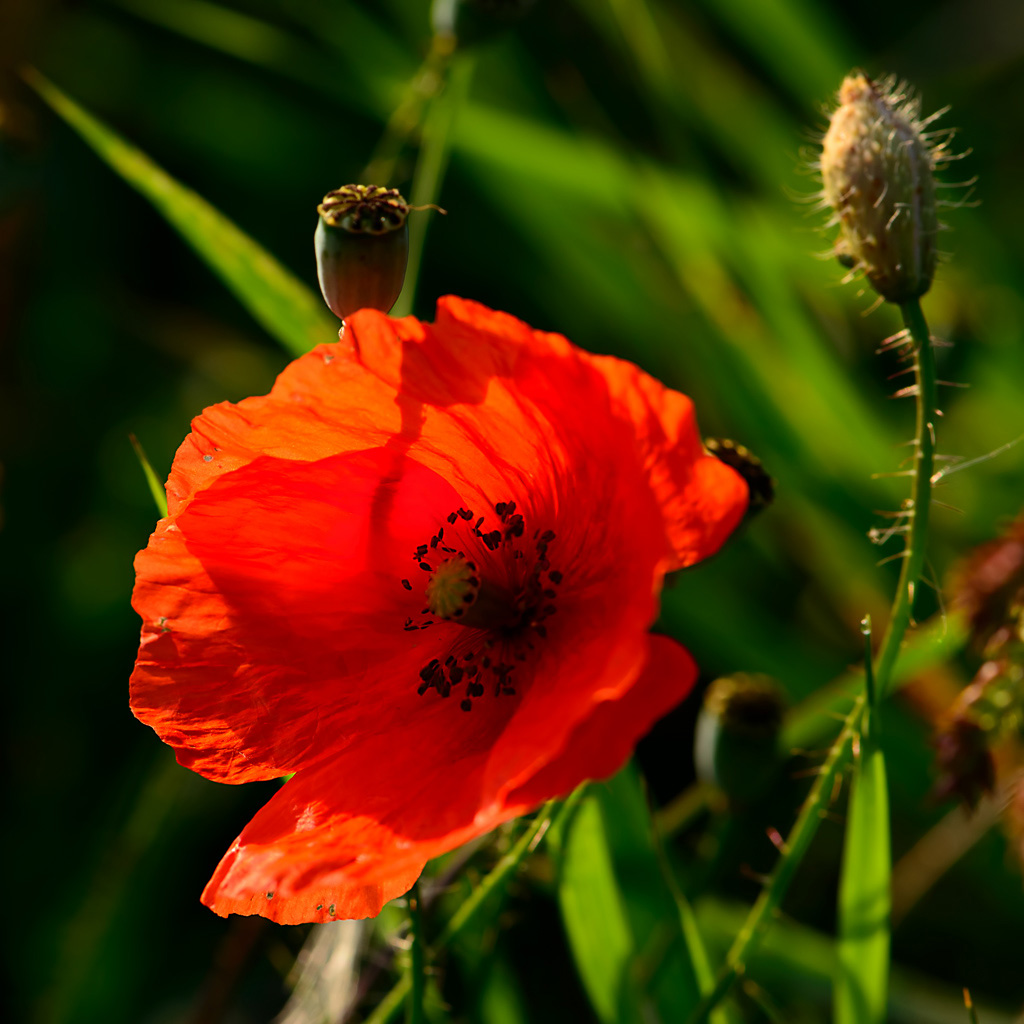 DSC 2854 Mohn