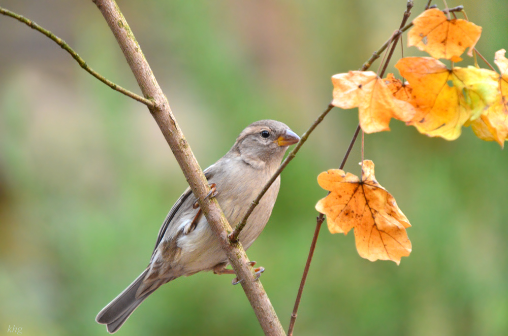 DSC 2889 Spatz