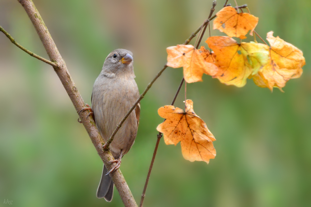DSC 2892 Spatz