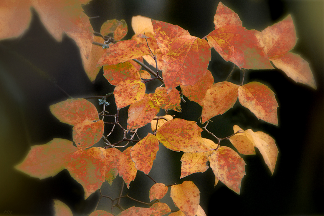 DSC 2950 Herbst