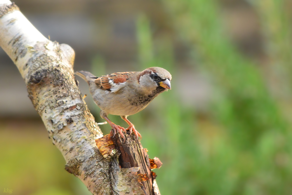 DSC 2986 Spatz