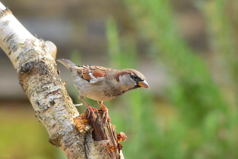 DSC 2987 Spatz
