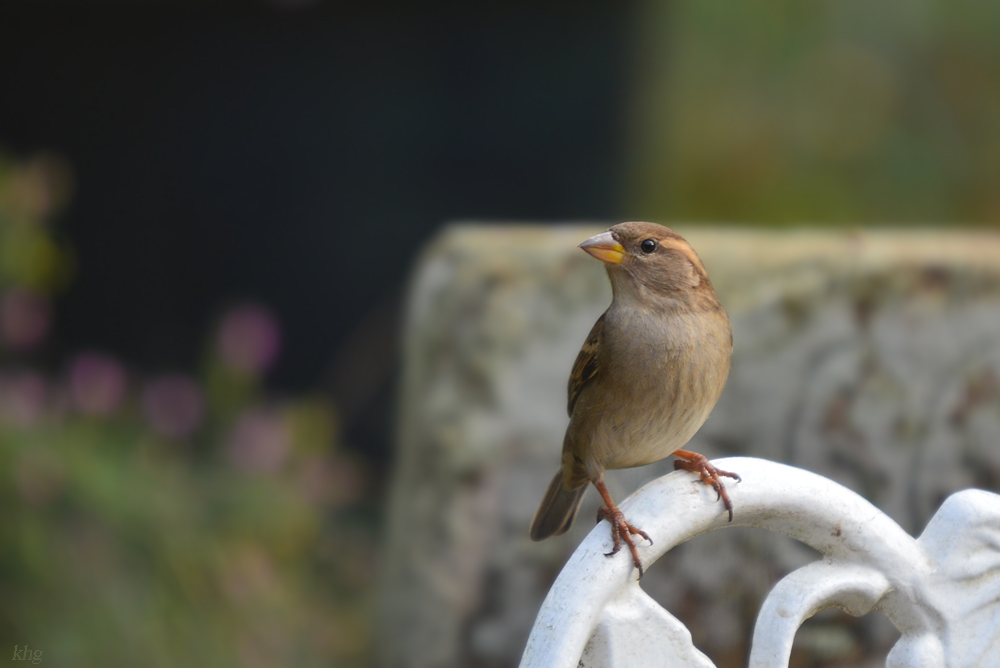 DSC 2989 Spatz