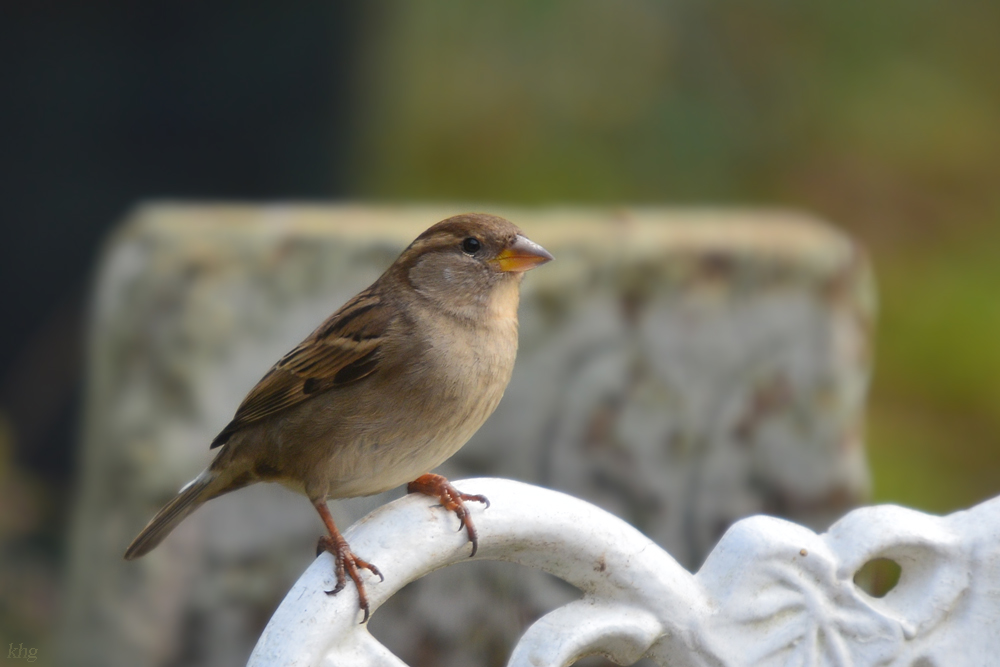 DSC 2990 Spatz